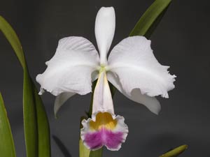 Cattleya Species Albums(カトレヤ原種開花集)